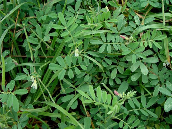 Tephrosia pumila